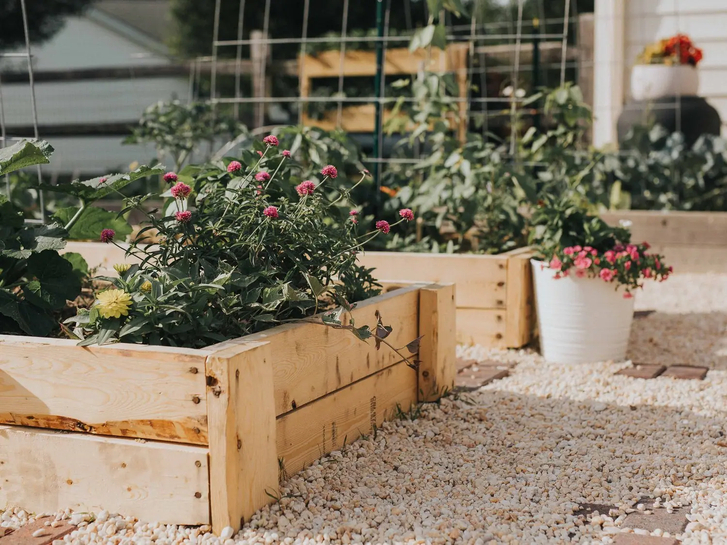Jak założyć raised bed do uprawy warzyw